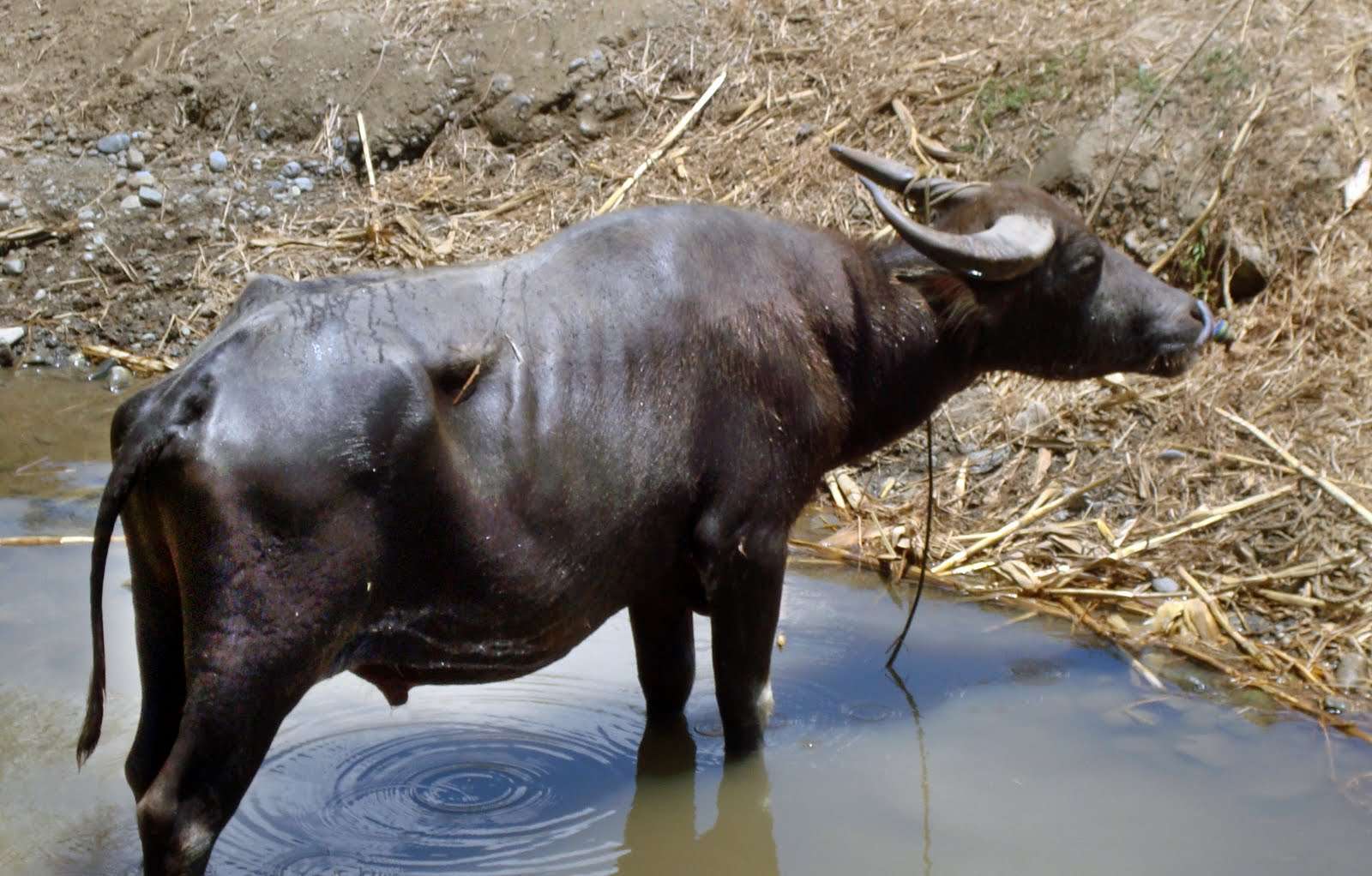 pambansang hayop das Filipinas puzzle online a partir de fotografia