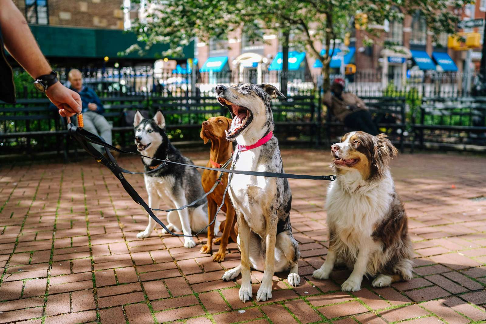 Hunde an der Leine Online-Puzzle vom Foto