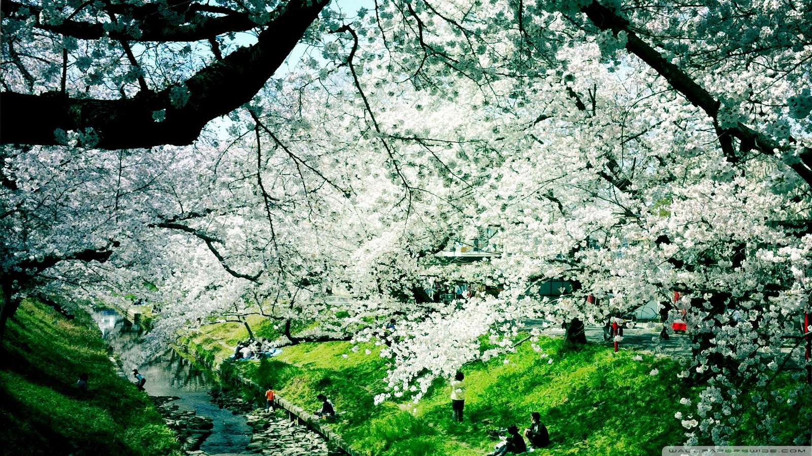Árvore de flor branca puzzle online a partir de fotografia