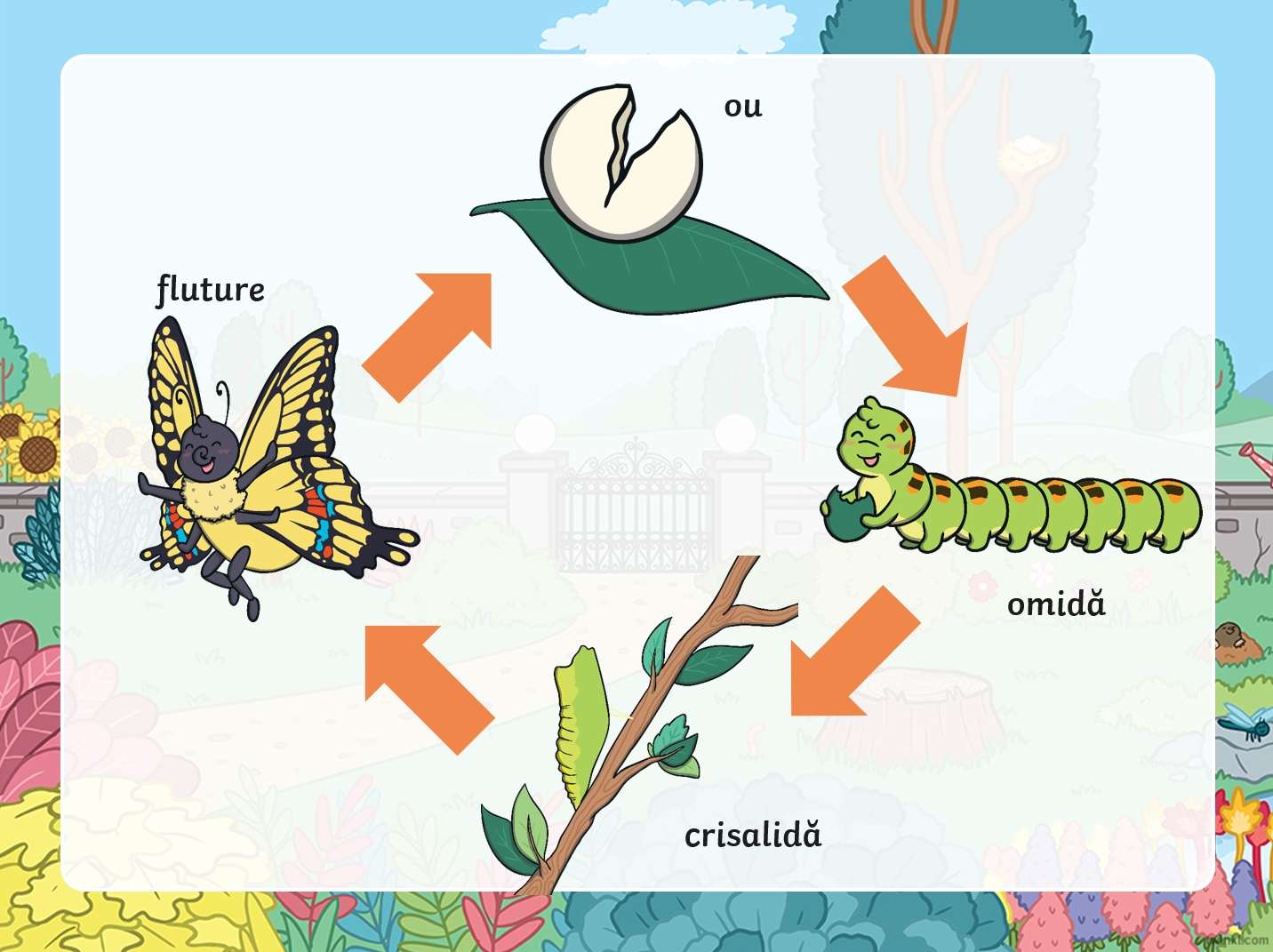 cycle de viata fluture puzzle en ligne