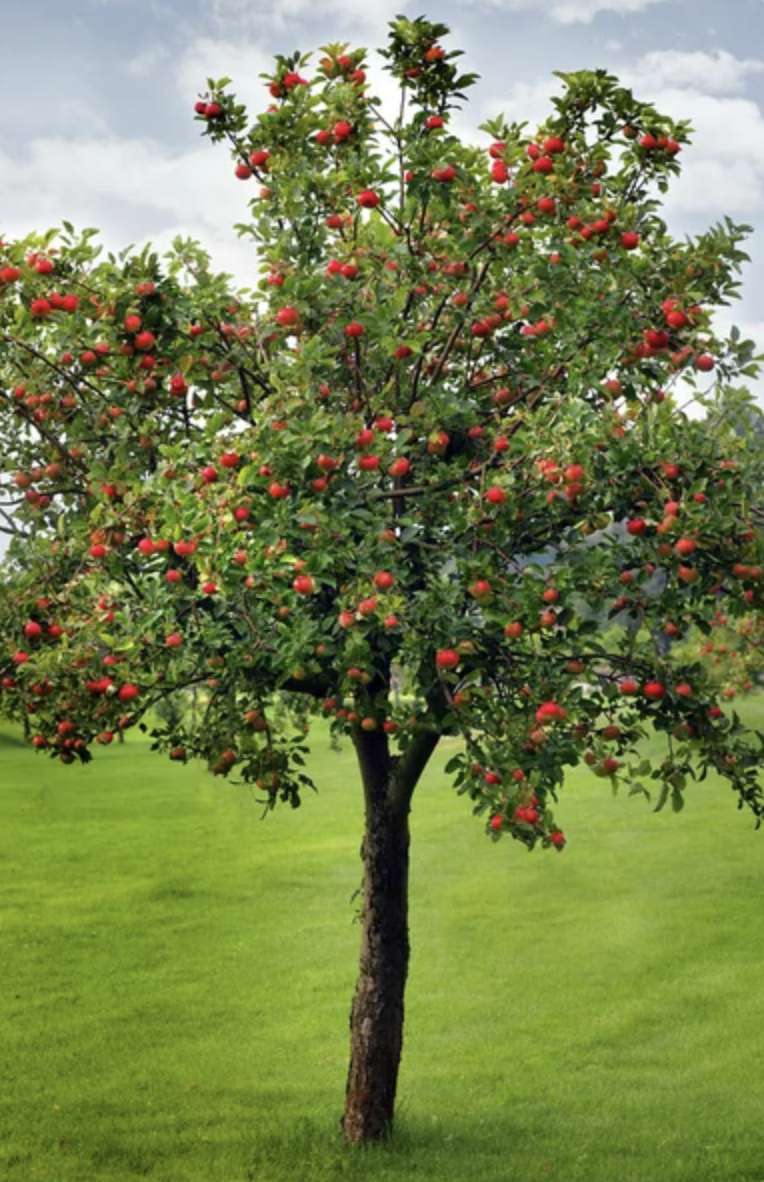 Árbol de manzana rompecabezas en línea