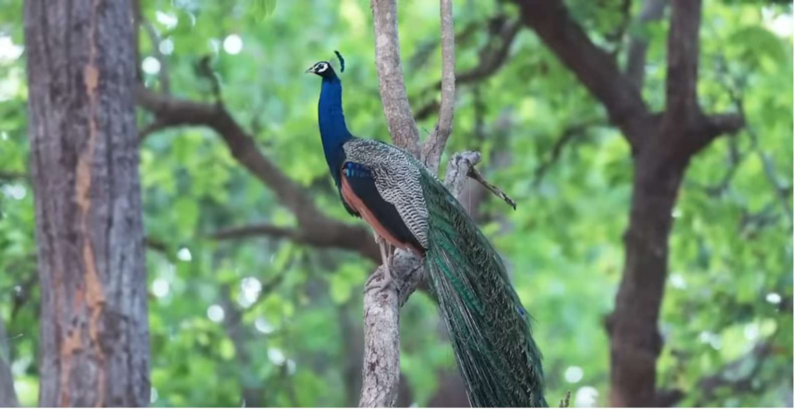 Peacock In The Tree puzzle online from photo
