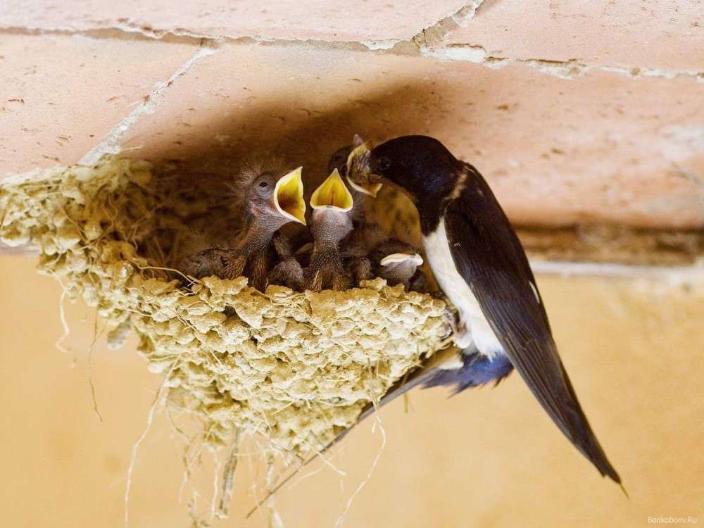 Který pták si staví hnízdo? online puzzle