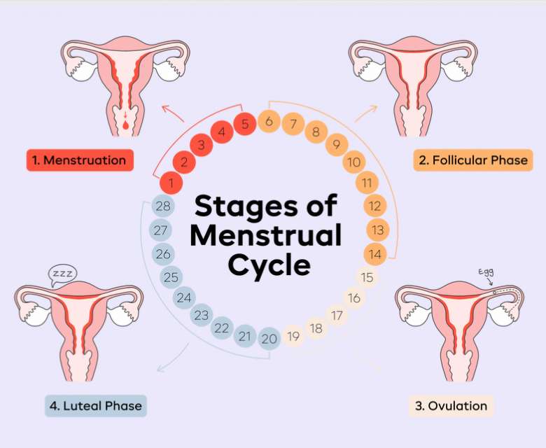 Menstruationszyklus Online-Puzzle