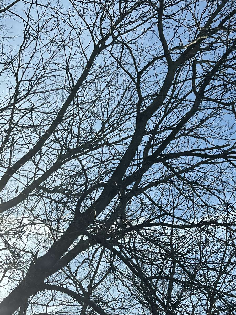Kluster av grenar pussel online från foto