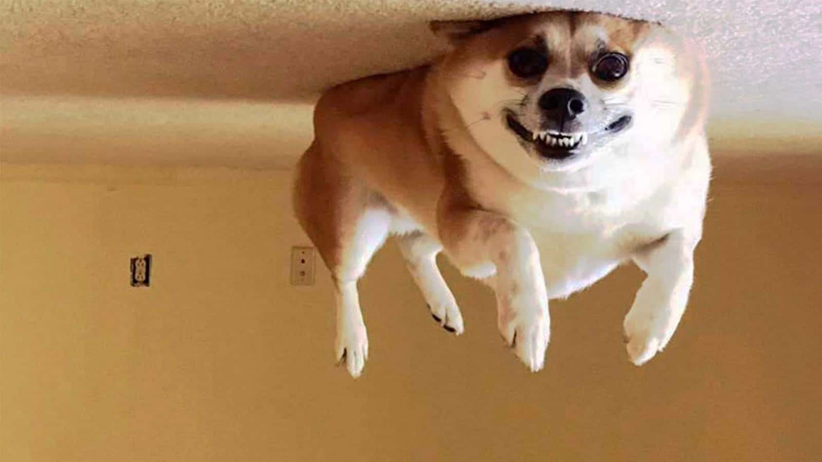 dog upside down puzzle online from photo