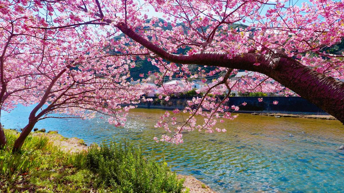 Sakura boom puzzel online van foto