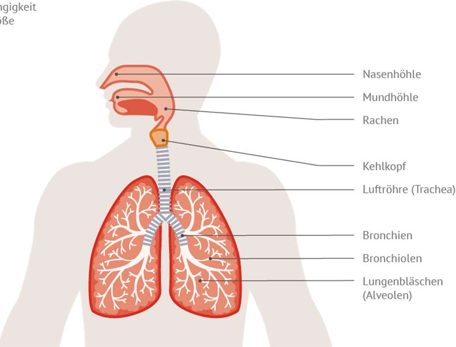 Dýchací orgány online puzzle