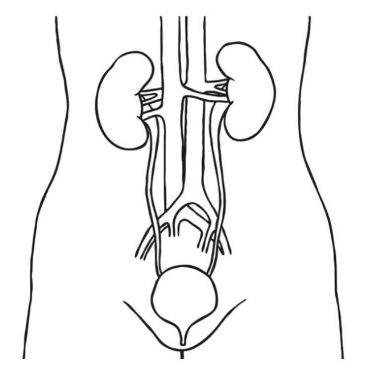 Urinary system online puzzle