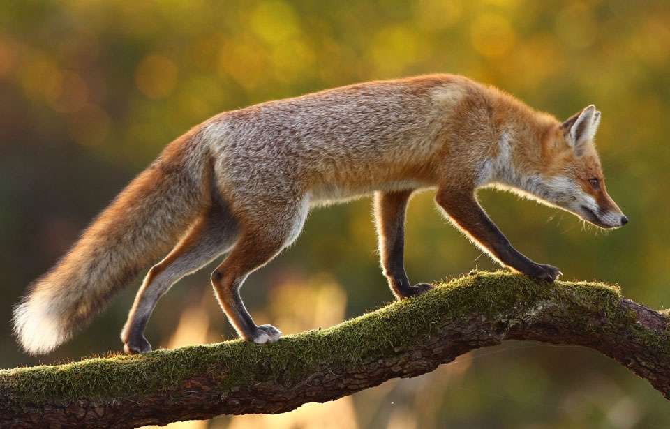 κόκκινη αλεπού online παζλ