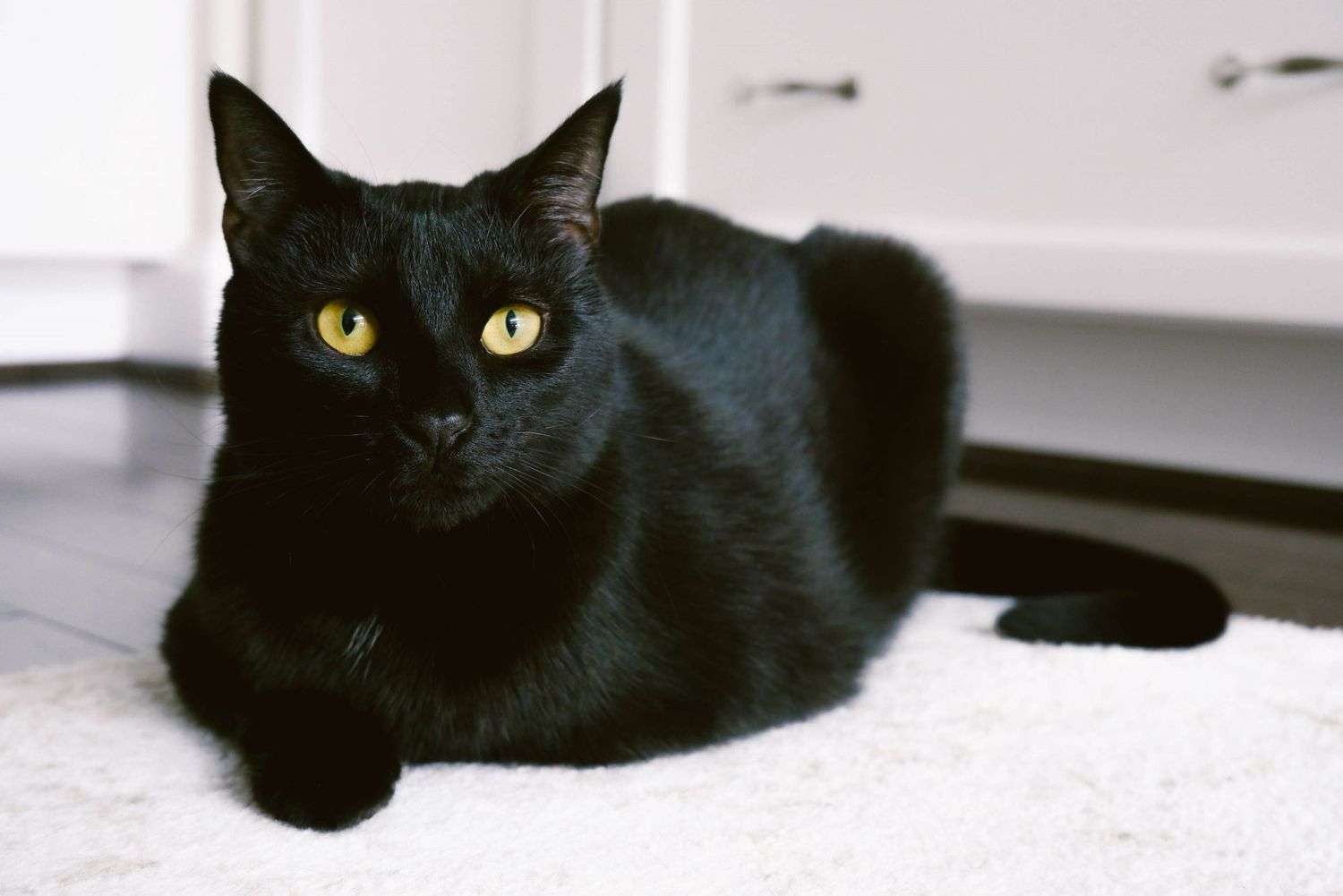 Черна котка онлайн пъзел
