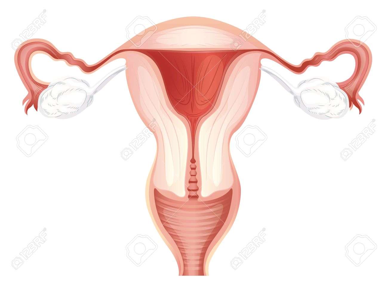 Órgano reproductor femenino puzzle online a partir de foto