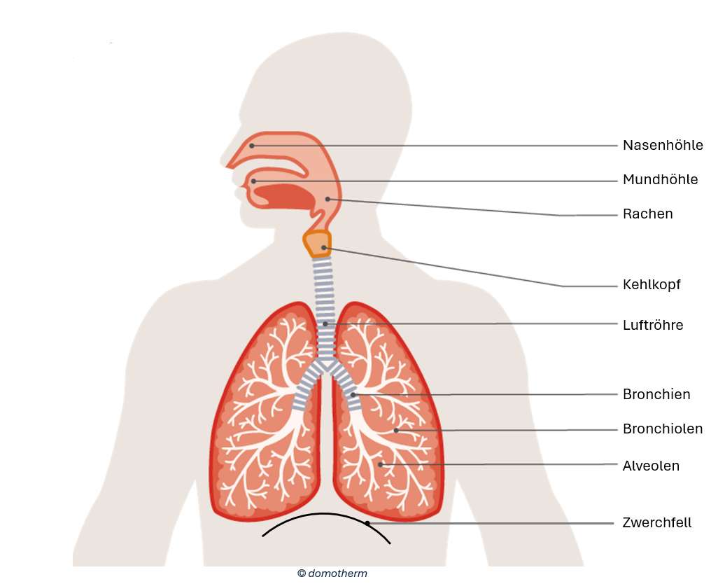 Respiratory organs puzzle online from photo