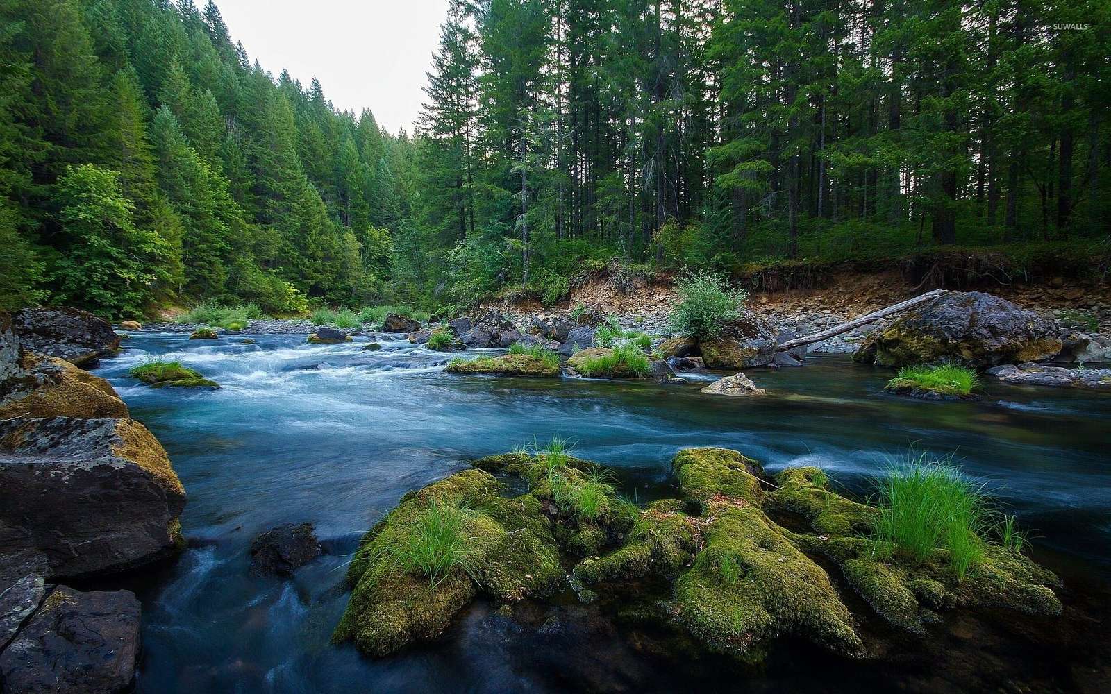 Vatten i skogen pussel online från foto