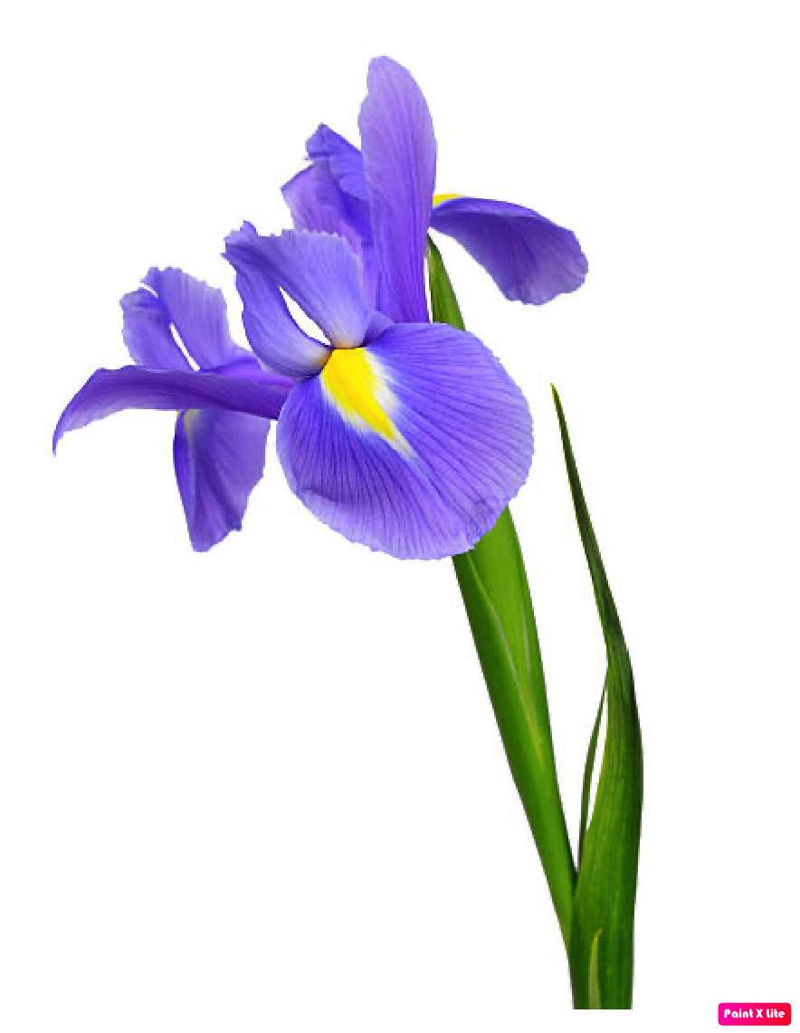 Iris Blume Online-Puzzle