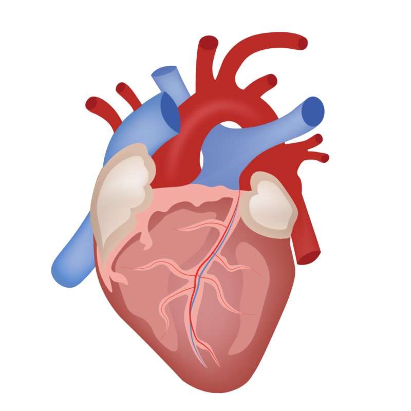 Человеческое сердце онлайн-пазл