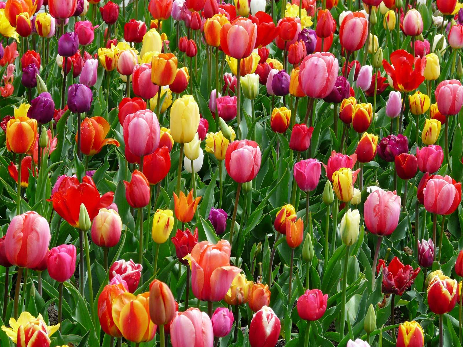 Tavaszi tulipánok online puzzle