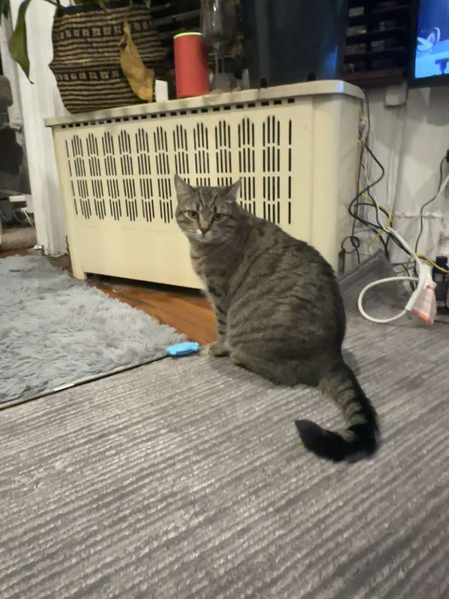 котка на килима изглежда сладка онлайн пъзел от снимка