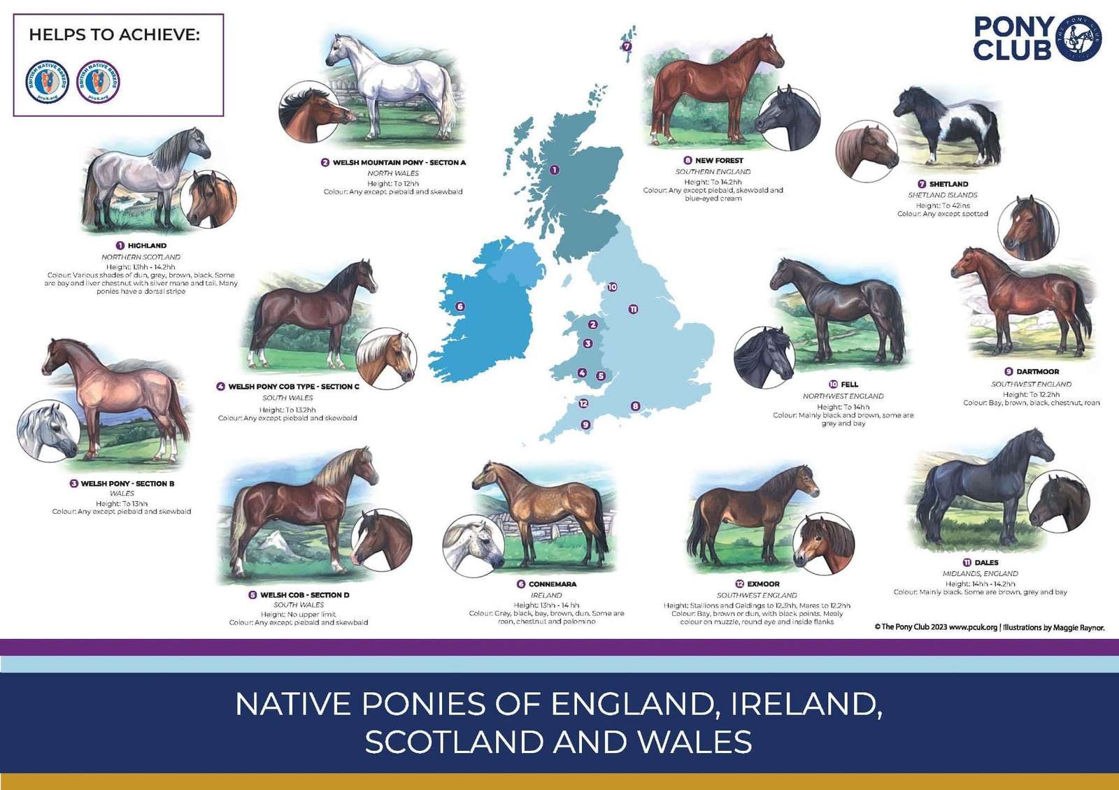 Pony nativo puzzle online da foto
