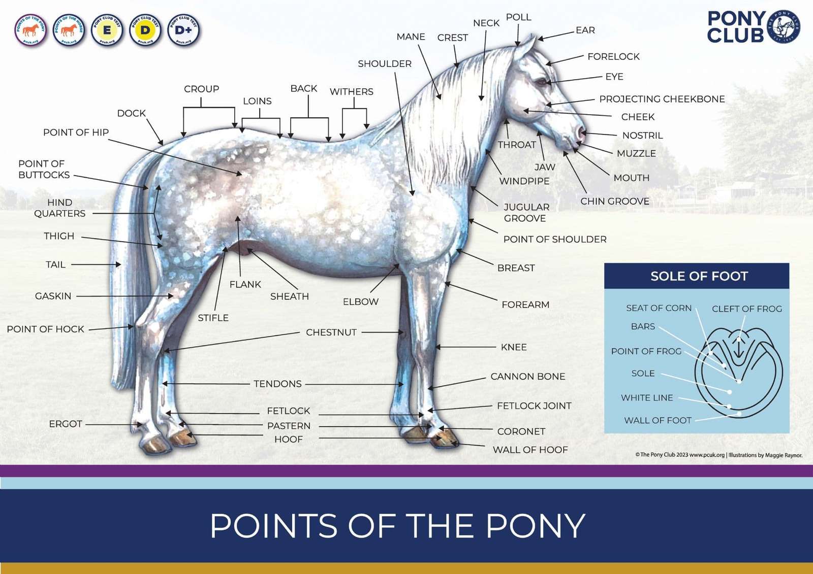 Точки головоломки с пони онлайн-пазл