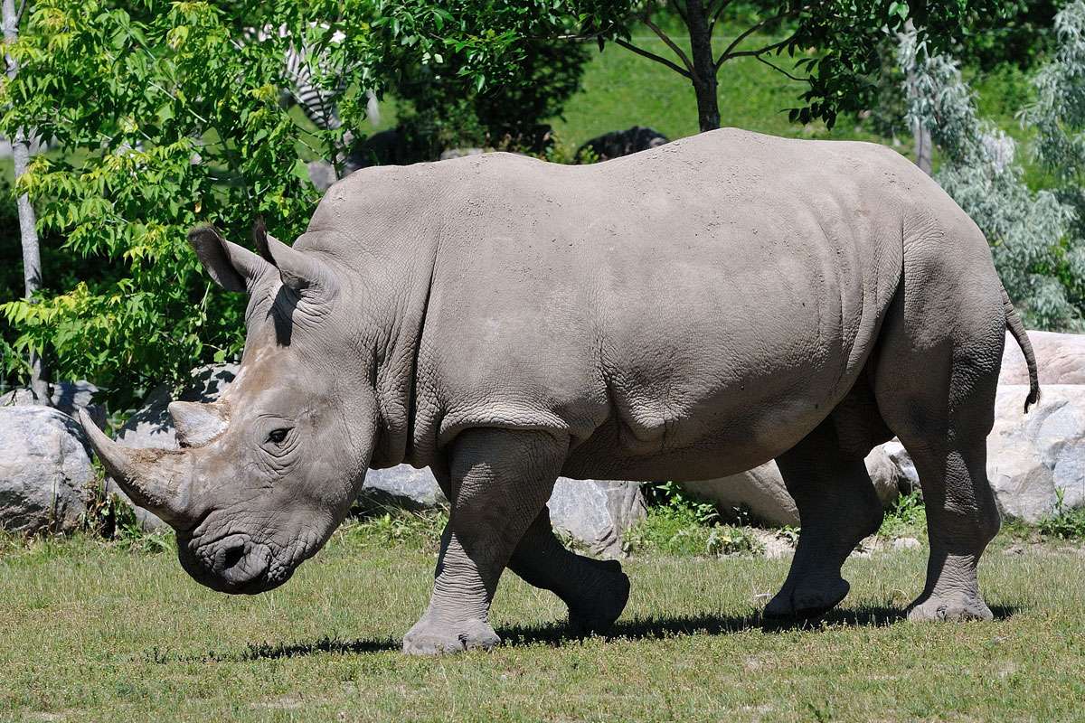 quebra-cabeça de rinoceronte puzzle online