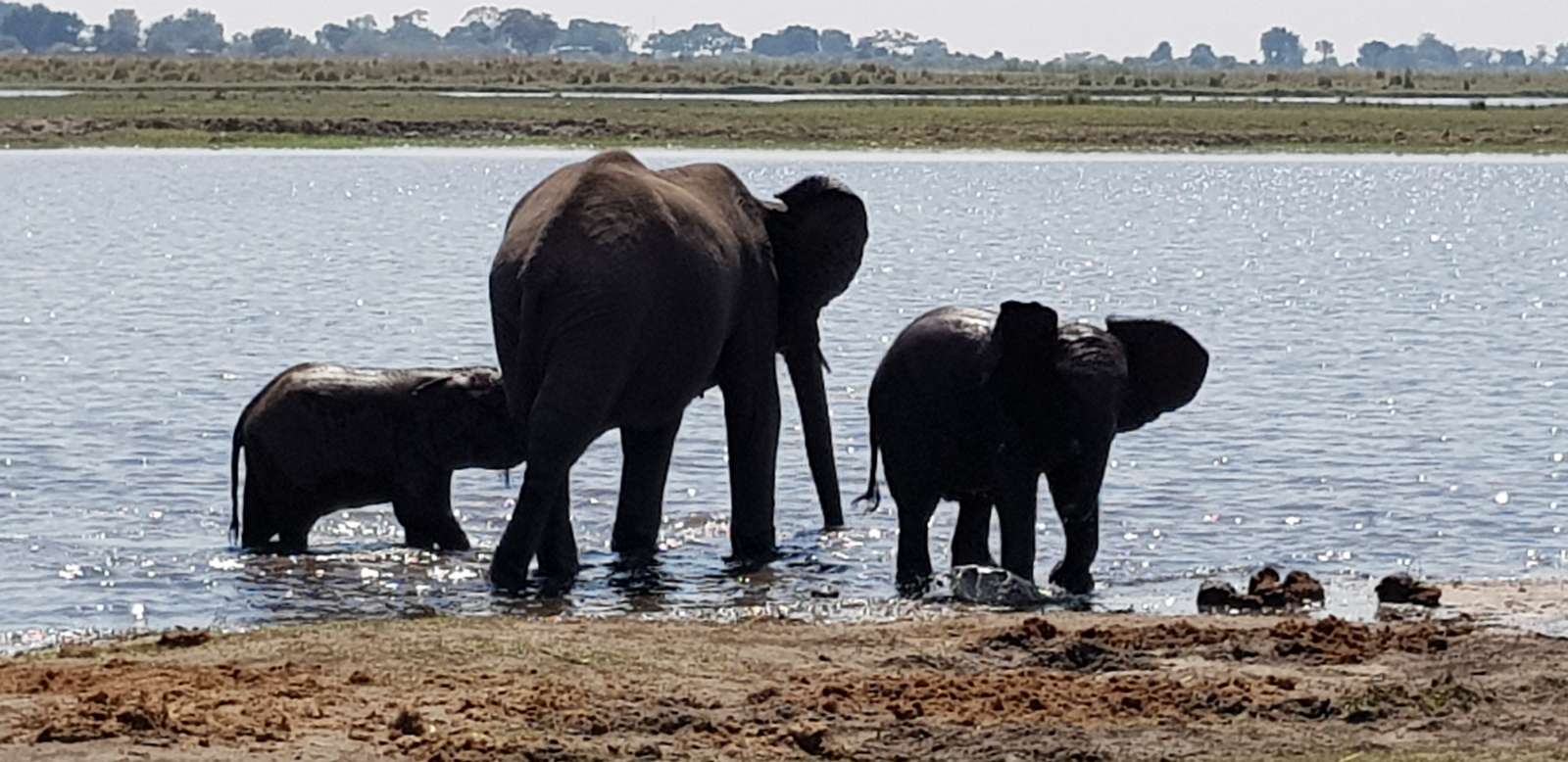Слонове Ботсвана онлайн пъзел от снимка