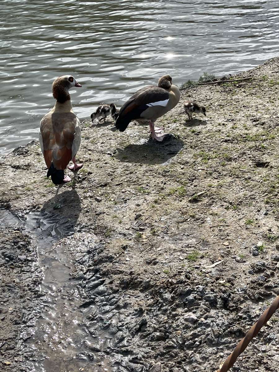 Ducks at the Vyne online puzzle
