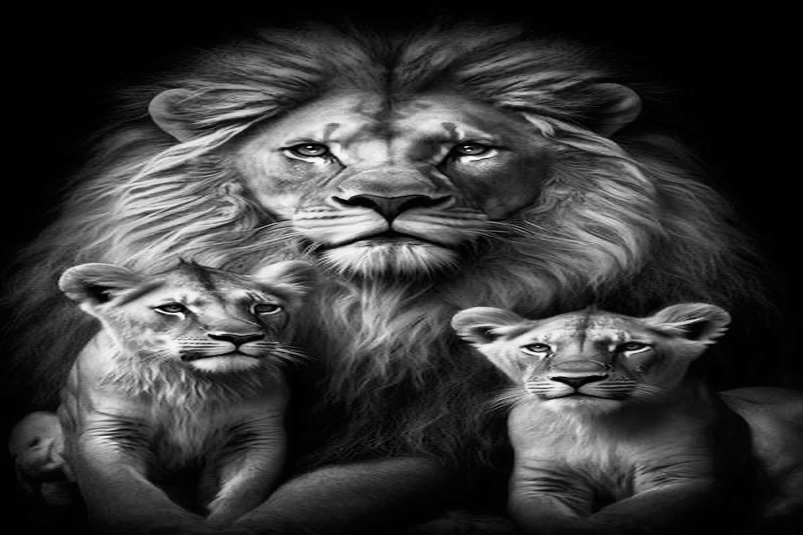 Lion puzzle online puzzle