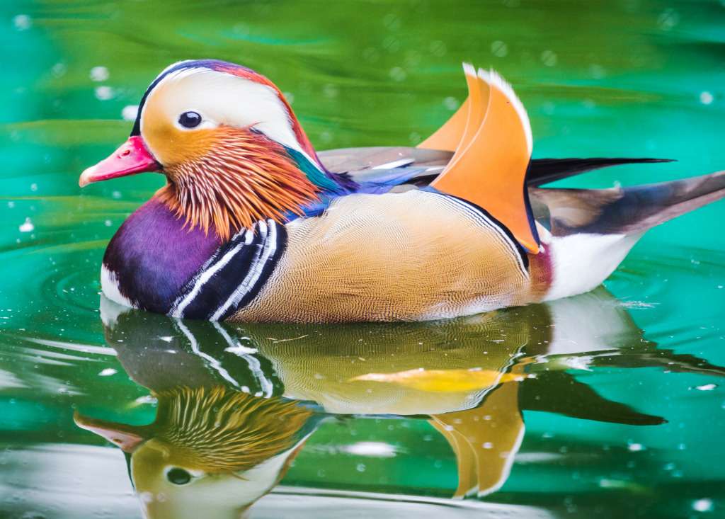 Mandarin duck puzzle online from photo