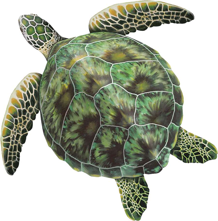 Υλικό έργου T turtle παζλ online από φωτογραφία