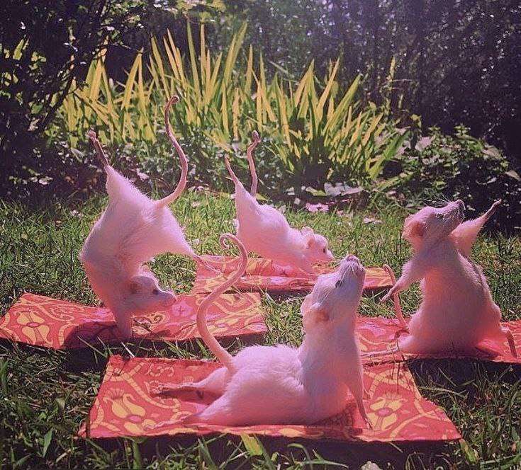 Yoga mice online puzzle