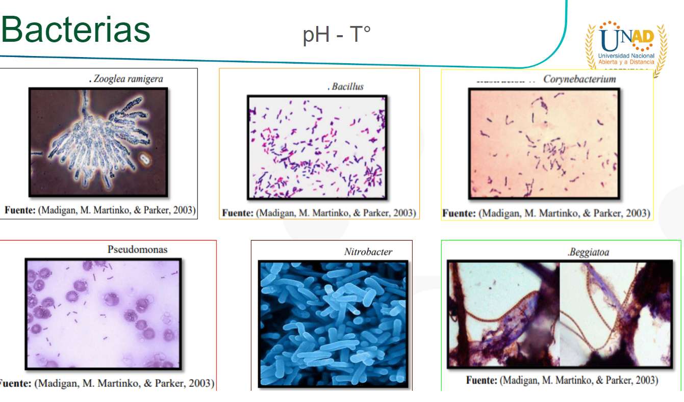 bacteriën online puzzel