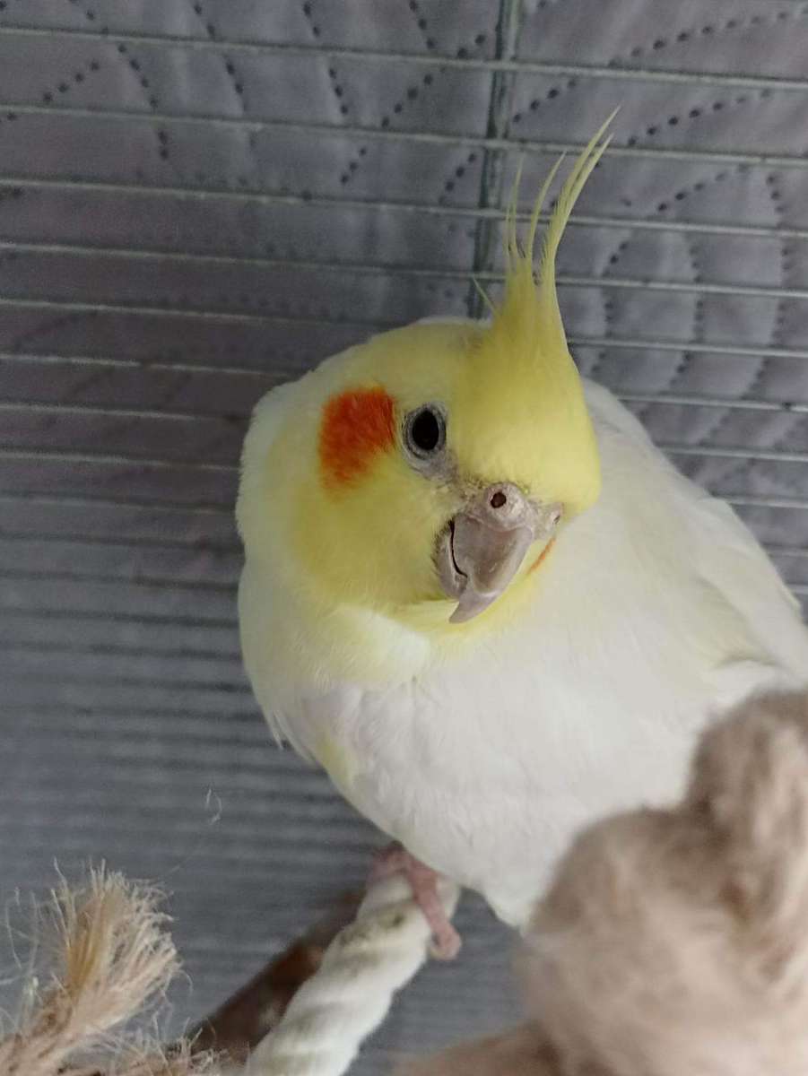 Papegojbuljong pussel online från foto