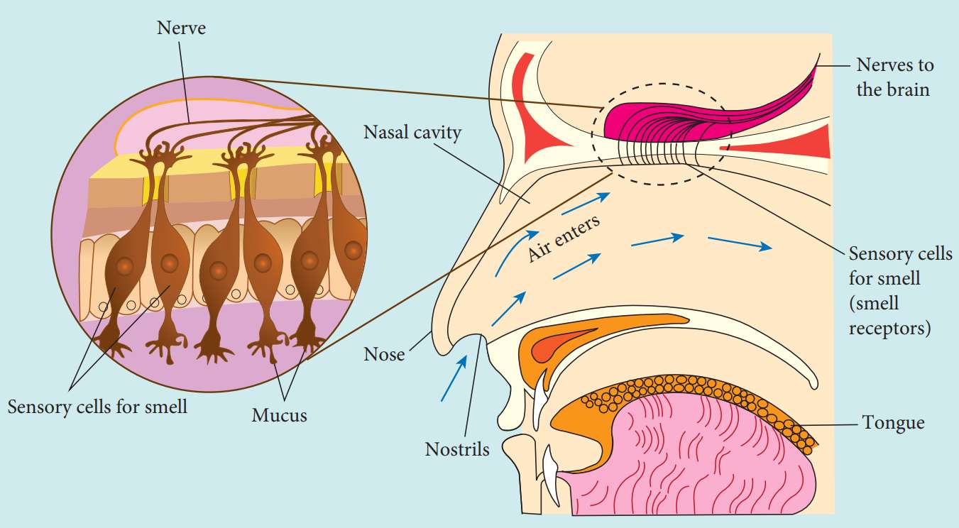 nose structure online puzzle