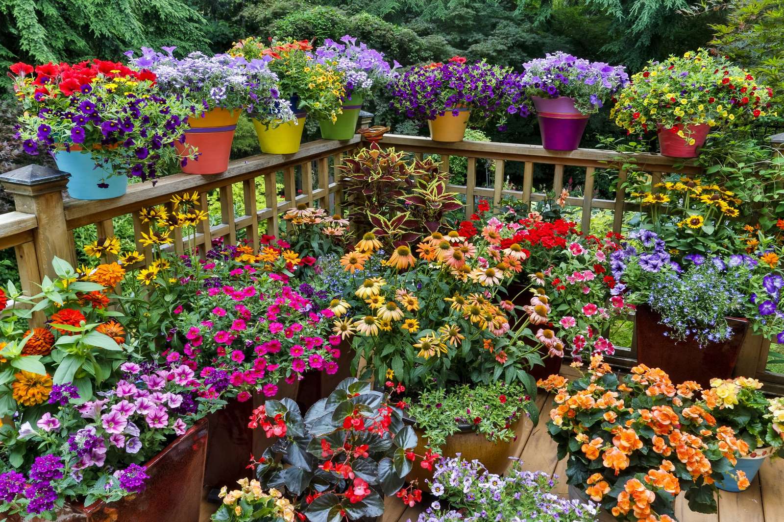 Πολλά πολύχρωμα λουλούδια παζλ online από φωτογραφία