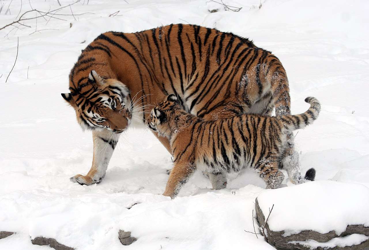 Tiger och unge Pussel online