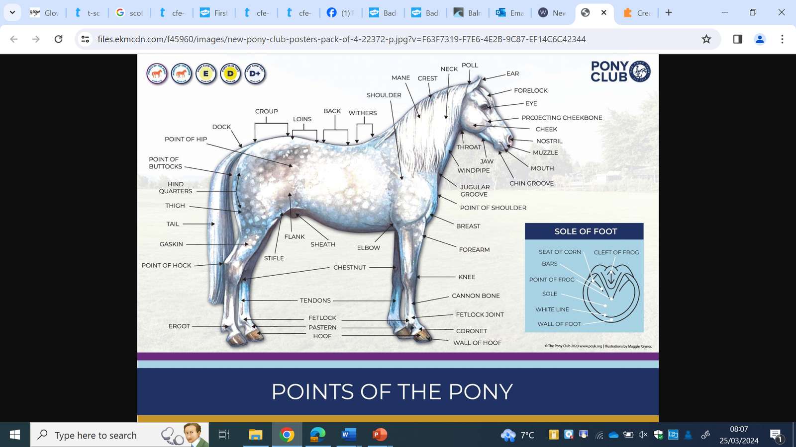 points of horse puzzle online from photo