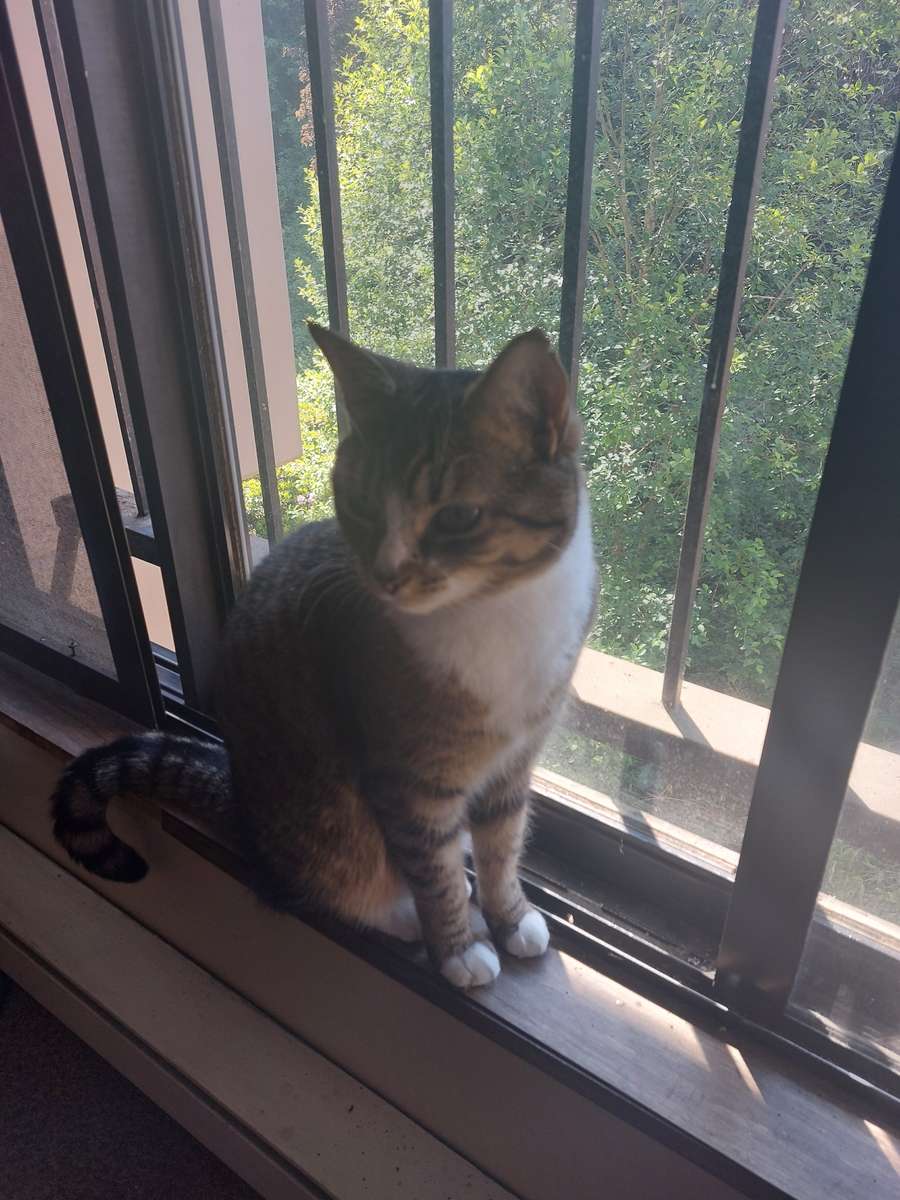 Lindo gato atigrado en el alféizar de la ventana rompecabezas en línea
