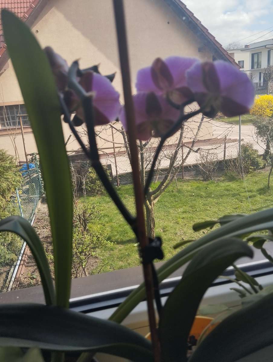 A flor está no parapeito da janela. puzzle online a partir de fotografia