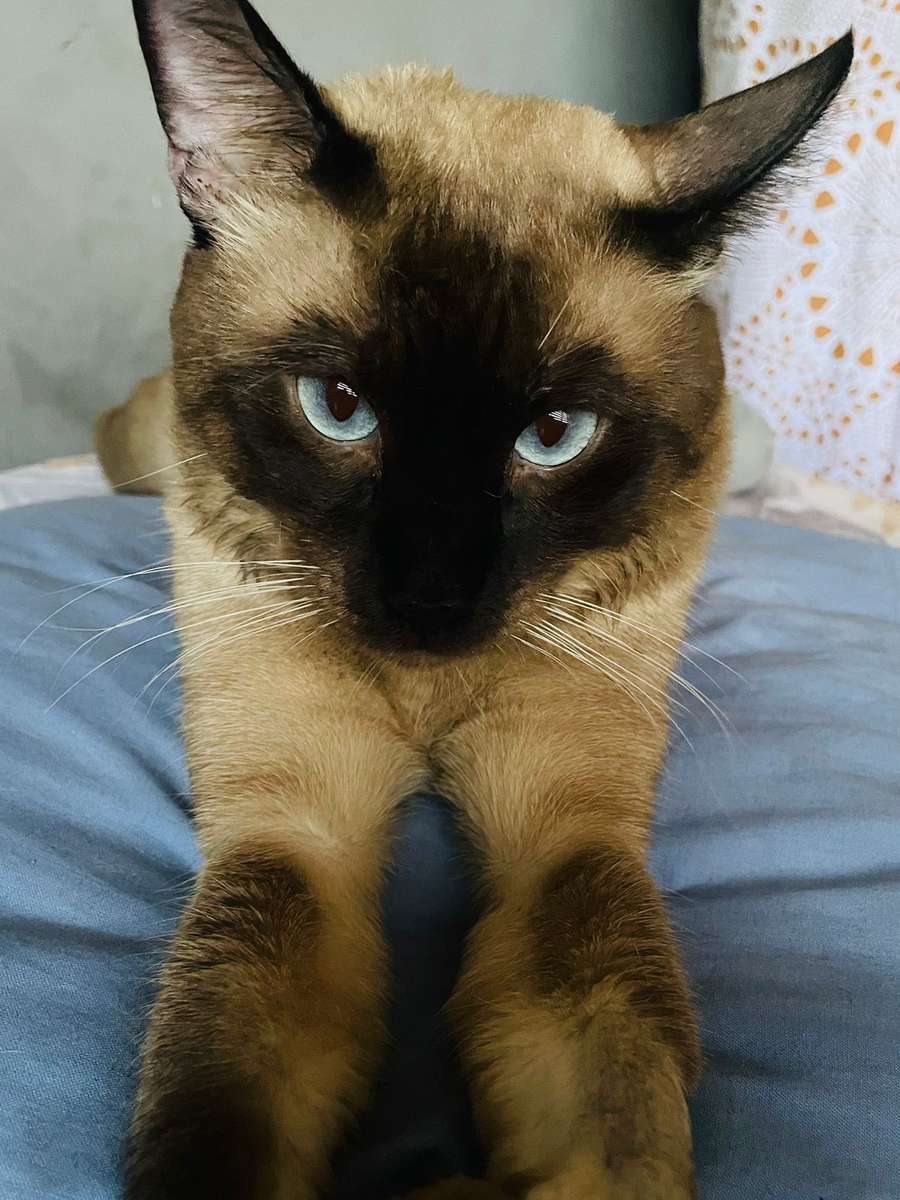 Красивата котка Рагнар онлайн пъзел