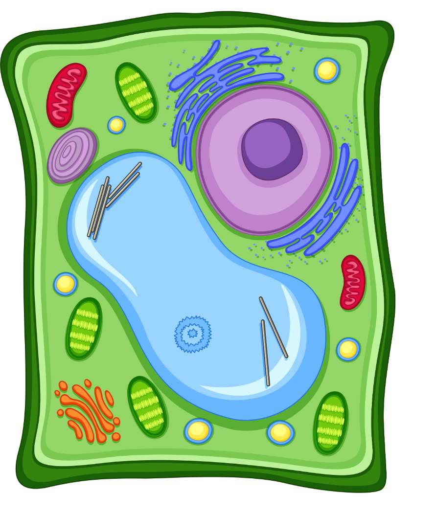 cells puzzle puzzle online from photo
