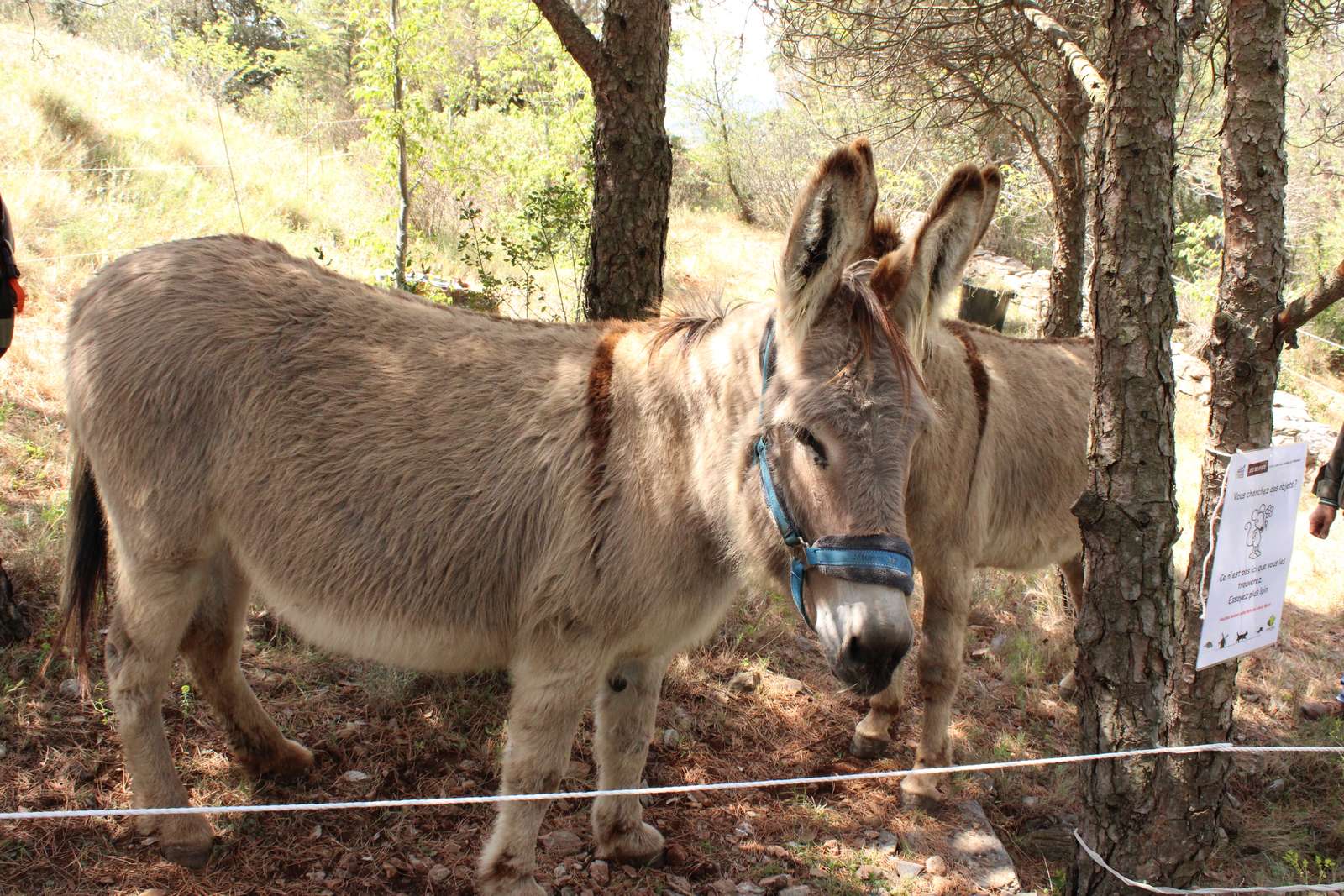 donkeys at the mill puzzle online from photo