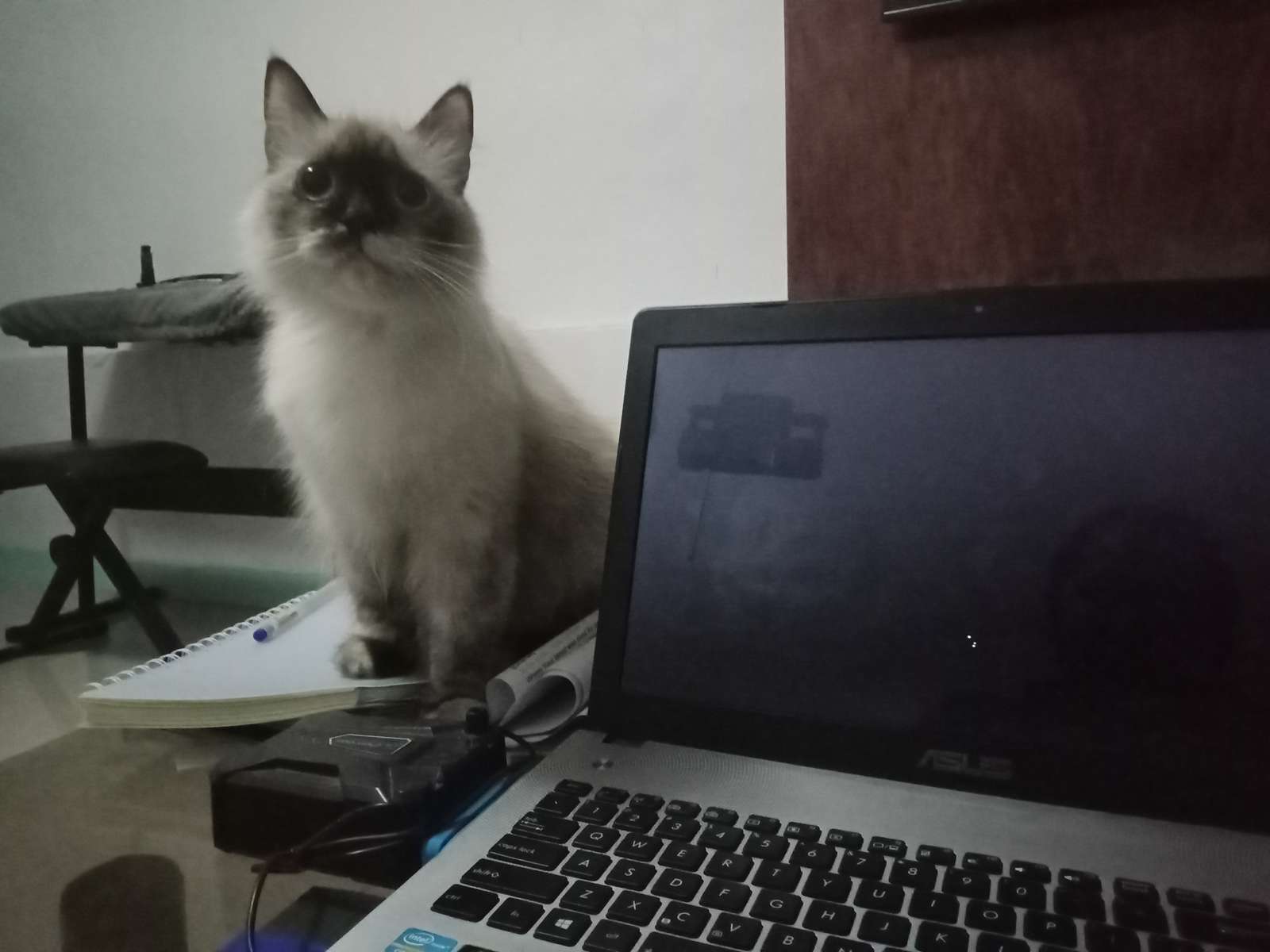Lala Bong Bong the Cat και Cutiee Warang online παζλ