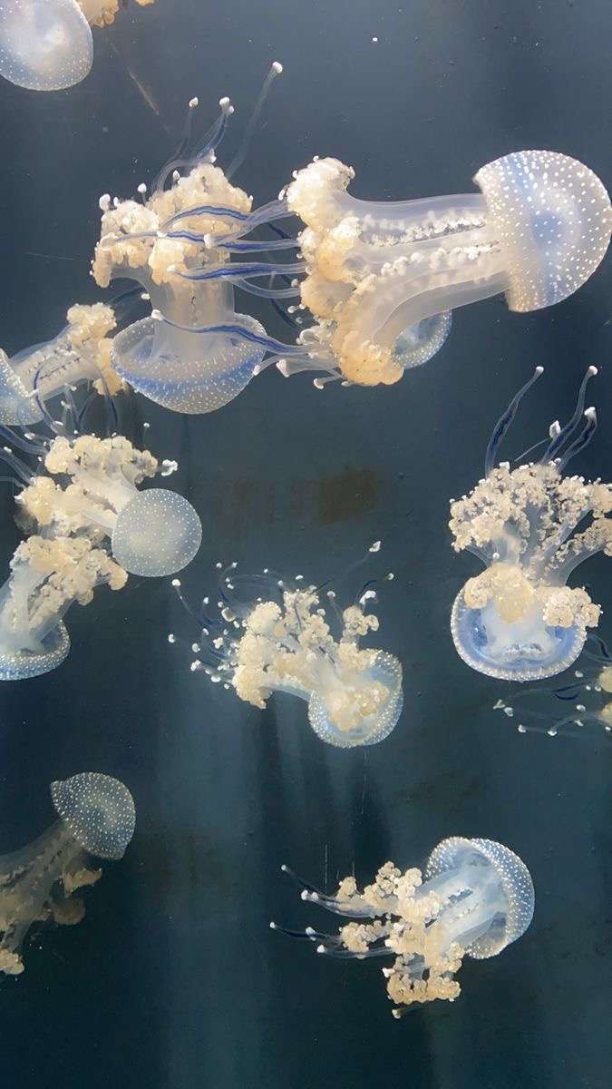 Jelly fish puzzle online from photo