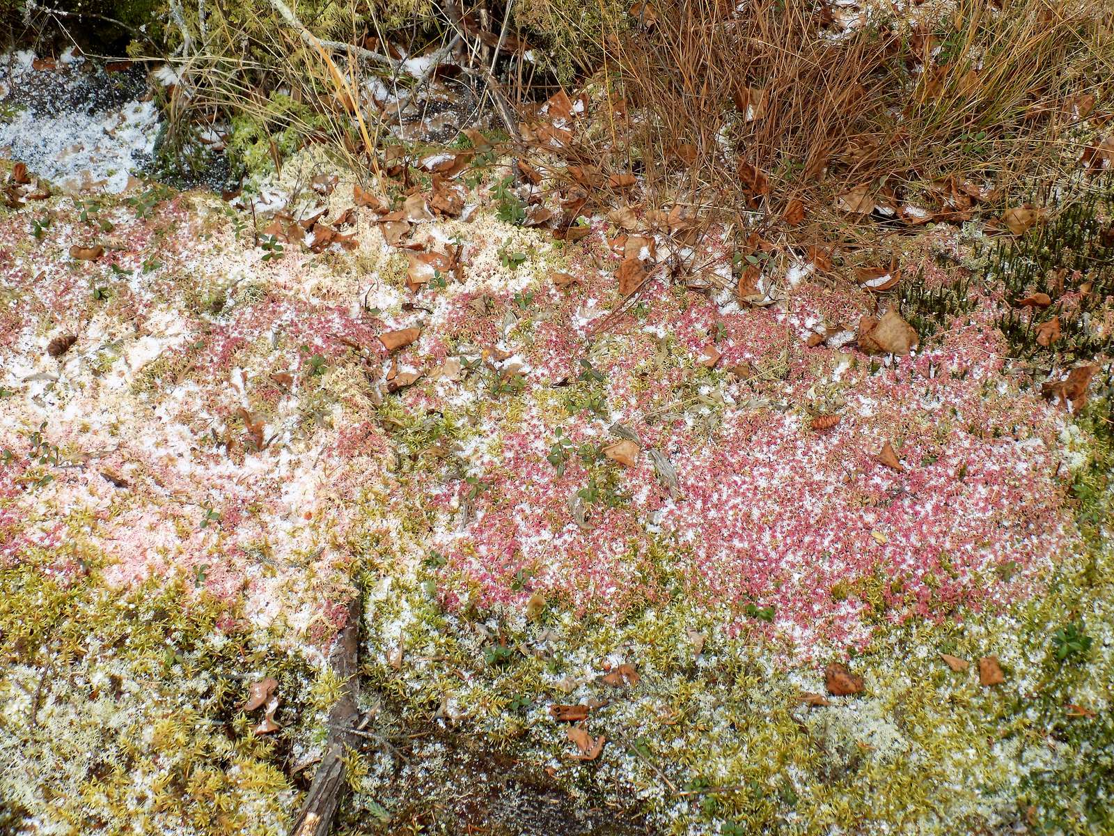 Red Moss vid Grass River 2020 Pussel online