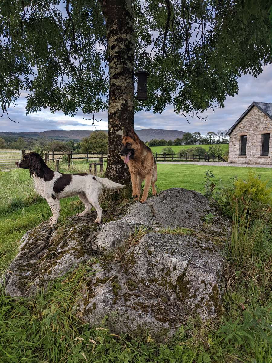 Hunde auf einem Felsen Online-Puzzle