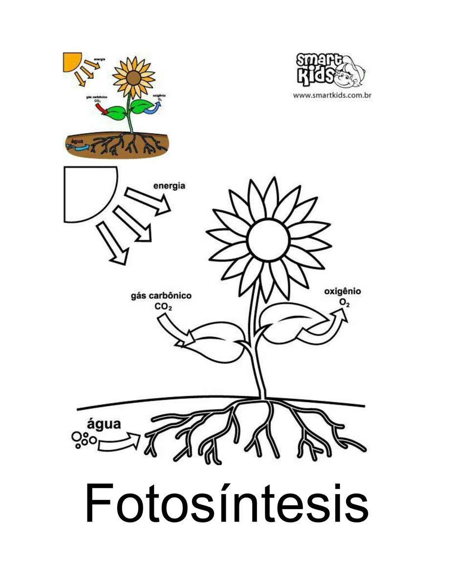 Fotosyntes Pussel online