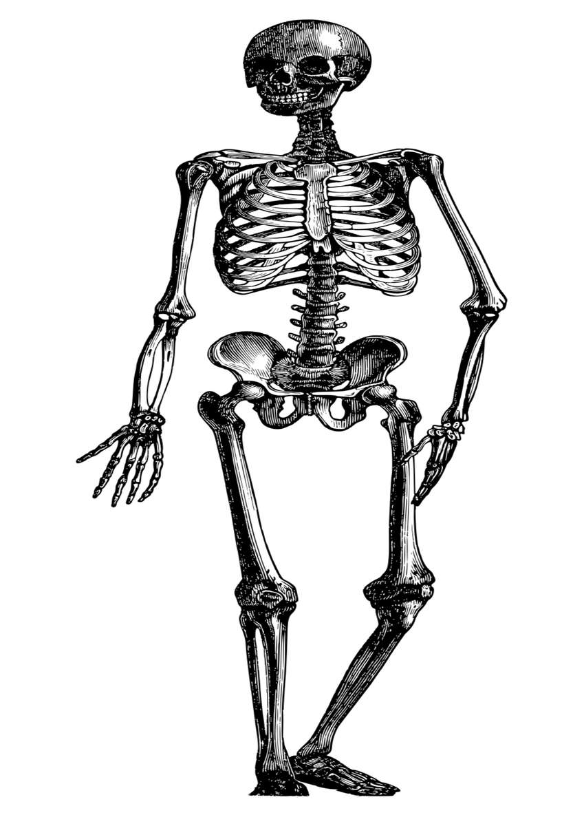 пазл-скелет скласти пазл онлайн з фото