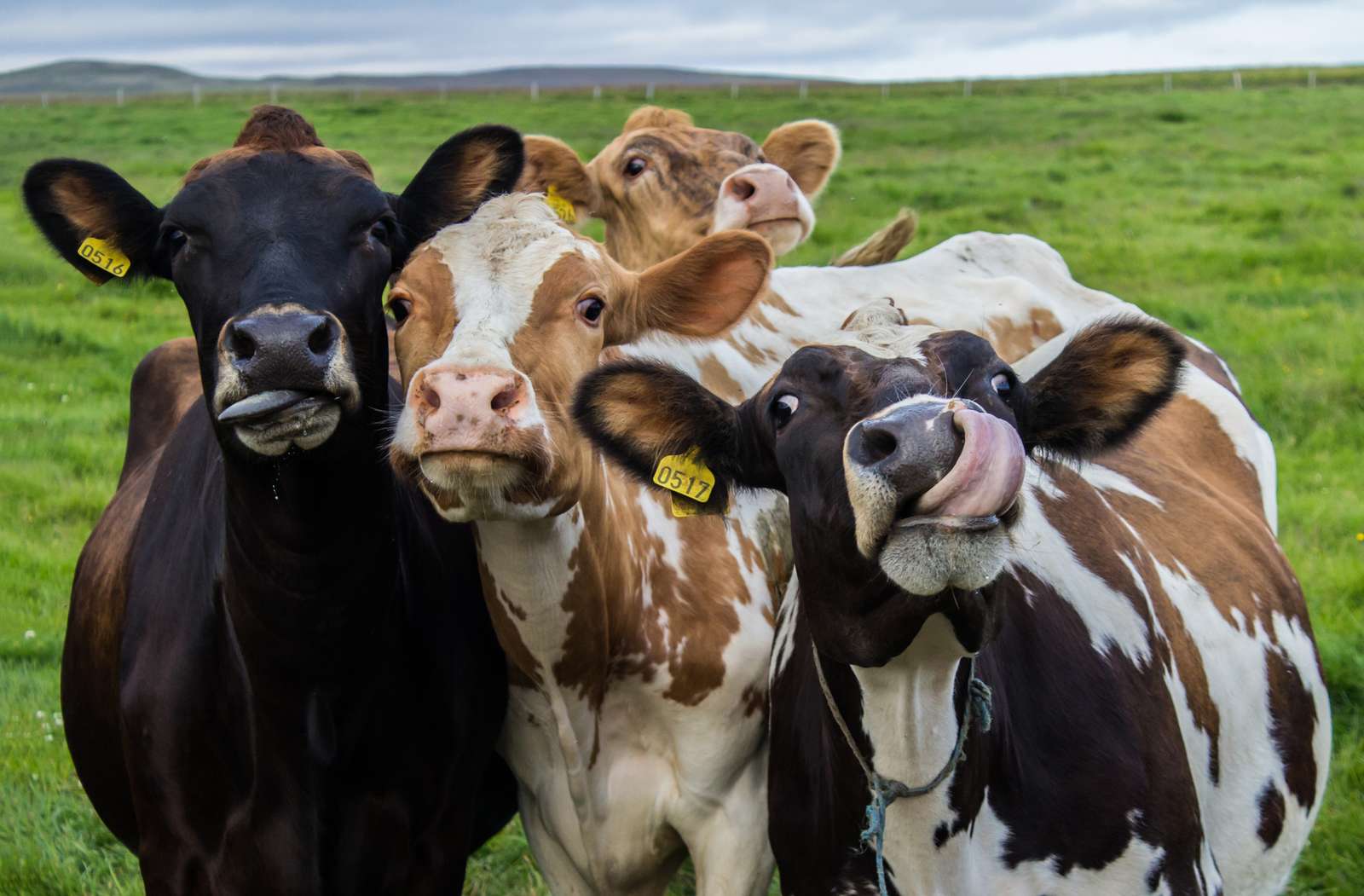 vacas de mi vida rompecabezas en línea