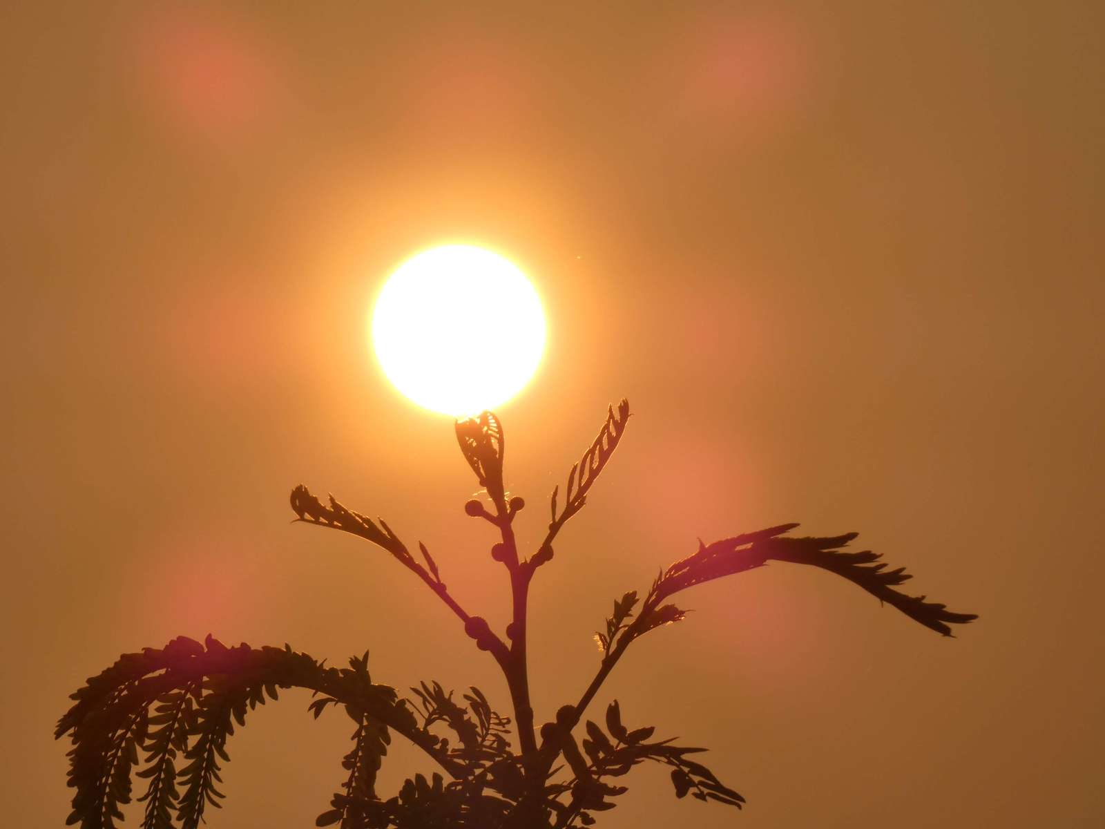 Het kussen van de zon online puzzel